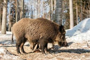 selvaggio Maiale cinghiale mentre mangiare su il neve foto