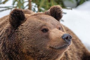 Marrone orso ritratto su il neve foto