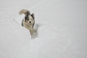 blu con gli occhi cane su il neve sfondo foto