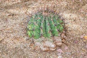 baja California cactus vicino su foto