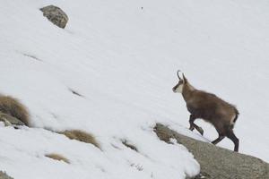 camoscio cervo nel il neve sfondo foto