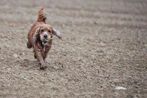 Happy dog cocker spaniel inglese mentre corri da te foto