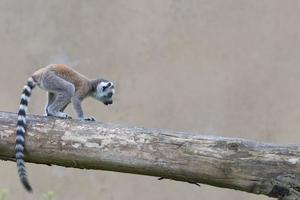 isolato giovane cucciolo lemure foto