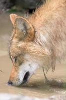 grigio lupo mangiare nel foresta sfondo foto