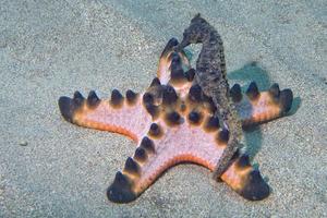 nero mare cavallo sospeso su rosa mare stella foto