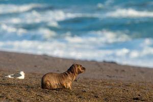 bambino neonato mare Leone su il spiaggia nel patagonia