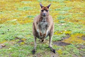 perplesso canguro ritratto vicino su ritratto foto