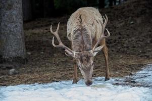 maschio cervo ritratto mentre guardare a voi su neve sfondo foto