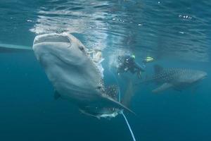 balena squalo vicino su subacqueo ritratto foto