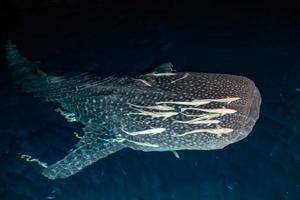 balena squalo vicino su subacqueo ritratto a notte foto