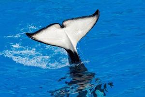 orca uccisore balena mentre nuoto foto