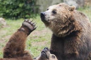 Due nero grizzly orsi mentre combattente foto
