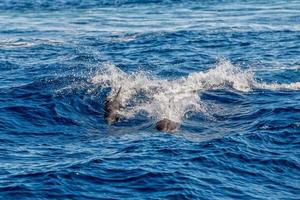 delfini mentre salto nel il in profondità blu mare foto