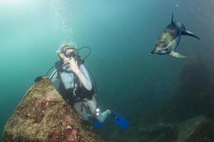 bellissimo bionda ragazza si avvicinò di un' delfino foto