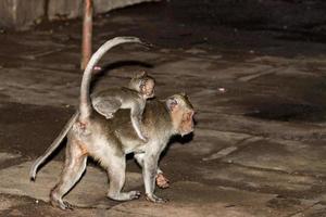 Indonesia macaco scimmia scimmia dentro un' tempio ritratto foto