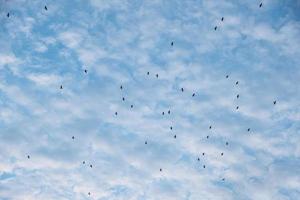 stormo di uccelli che volano nel cielo nuvoloso blu foto
