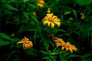 bellissimo pianta natura sfondo con giallo fiori. foto