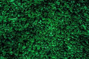 verde fogliame natura sfondo foto