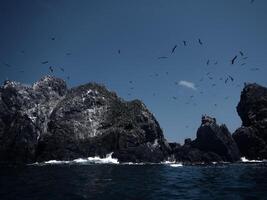 gabbiani su il rocce sfondo foto