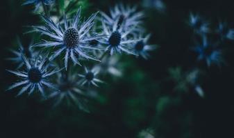 il bellissimo fiore sfondo foto