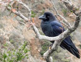 corvo appollaiato sul ramo di un albero