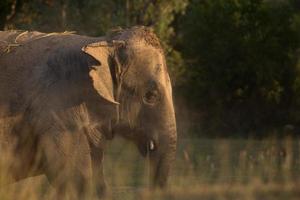 elefante prende un' polvere bagno foto