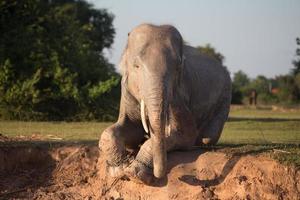 elefante asiatico a surin, tailandia foto