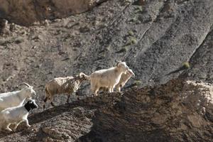 capre sulla roccia alla terra della luna lamayuru ladakh, india foto