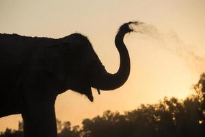 elefante asiatico nella foresta al tramonto foto