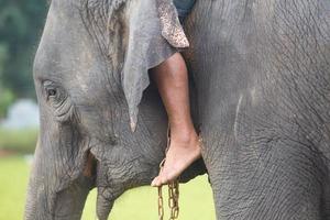 elefante asiatico a surin, tailandia foto