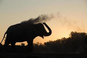 elefante asiatico nella foresta al tramonto foto