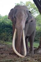 elefante asiatico a surin, tailandia foto