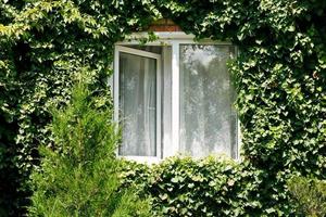verde edera in giro nuovo Aperto finestra foto