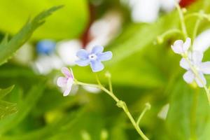 blu e rosa non ti scordar di mé fiori su prato foto