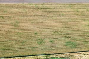 sopra Visualizza di agricolo raccolto i campi foto