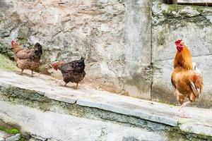 rosso Gallo e Due polli su strada foto