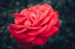 fiore di rosa vintage nel parco foto