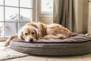 golden retriever che risiede in un letto di cane foto