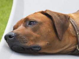 Ridgeback rhodesian a riposo foto