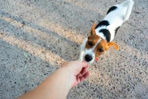 Jack Russell Terrier raggiunge per trattare foto