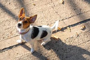 Jack Russell Terrier seduto sul marciapiede foto