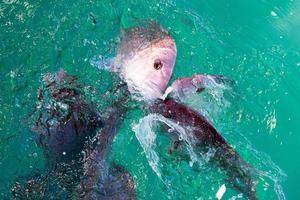 rosso dentici pesce mentre mangiare foto