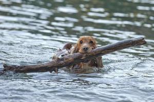 cucciolo cane cocker spaniel giocando su il spiaggia foto