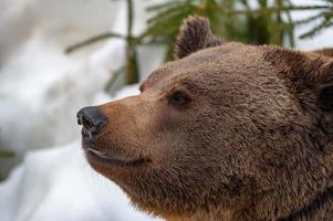 orso ritratto nel il neve sfondo foto