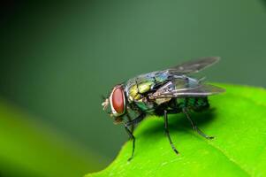 macro fly chrysomya megacephala foto