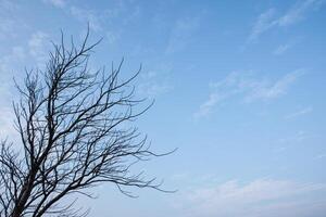 l'albero morto raggiunge il cielo foto