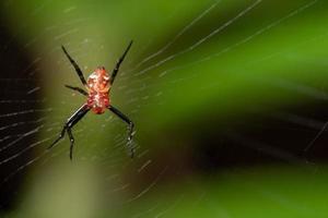 macro ragno in natura foto
