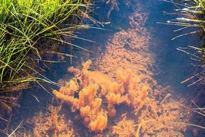 acqua pianta nel silfra fessura nel thingvellir foto