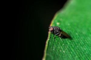 drosophila vola su una foglia foto