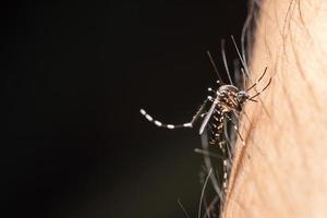 la zanzara morde la pelle umana foto